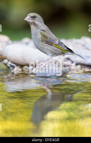 Una femmina di Verdone (Chloris chloris) riflesso in un pool Foto Stock