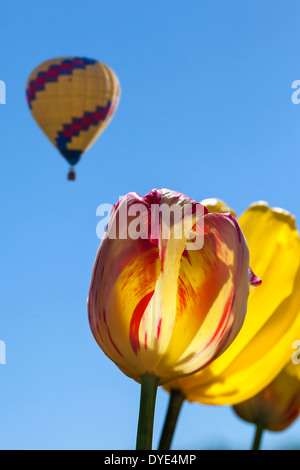 Un giallo rosso Tulip fiori con una mongolfiera nel cielo al Tulip Farm in Woodburn Oregon Foto Stock