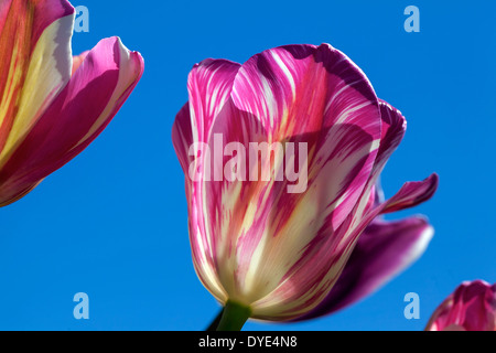 Strisce bianche e rosa Tulip Flower contro il cielo blu e chiaro a Woodburn Oregon Tulip Farm Closeup Macro Foto Stock