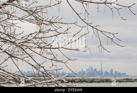 Toronto, Canada. 15 apr 2014. Coperte di neve rami sono visto a Toronto, in Canada, il 15 aprile 2014. Una neve di primavera ha colpito Toronto Martedì quando la temperatura è scesa a meno 7 gradi centigradi. Credito: Zou Zheng/Xinhua/Alamy Live News Foto Stock