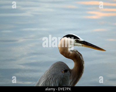 Primo piano di un grande airone cenerino, di profilo, in piedi in un lago. Foto Stock