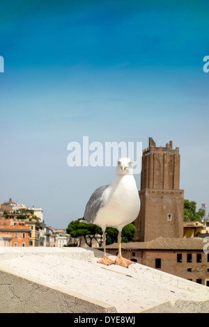 Gabbiano arroccato sulla sommità di un edificio storico sullo sfondo di Roma, Italia Foto Stock