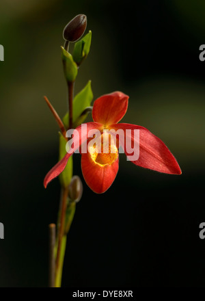 Un tramonto candelette di orchidee. Foto Stock