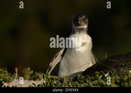 I capretti pinguino africano sulla spiaggia di False Bay, Sud Africa. Foto Stock