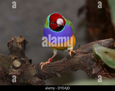 Maschio Red-headed Gouldian Finch o Rainbow Finch (Erythrura gouldiae) close-up, posa su di un ramo Foto Stock