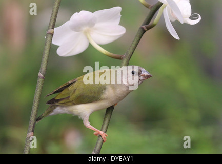 I capretti Gouldian Finch o Rainbow Finch (Erythrura gouldiae) close-up, che pongono, su un ramo Foto Stock