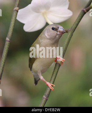 I capretti Gouldian Finch o Rainbow Finch (Erythrura gouldiae) close-up, che pongono, su un ramo Foto Stock