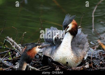 Svasso maggiore famiglia, Podiceps cristatus Foto Stock