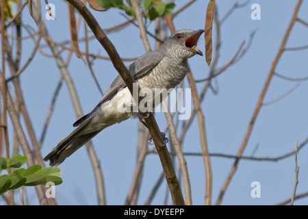 Grandi Cuckooshrike (Coracina macei) deglutizione caterpillar Foto Stock