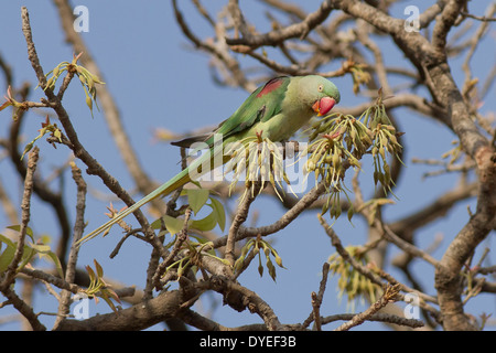 Parrocchetto alessandrino o pappagallo alessandrina (Psittacula eupatria) Foto Stock