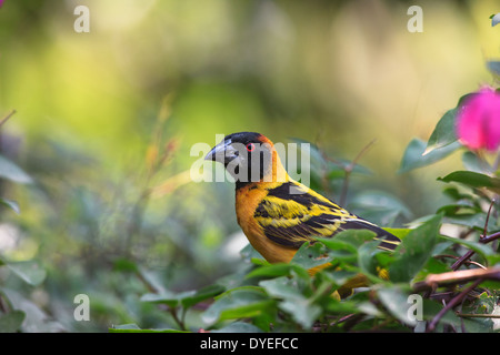 Tessitore a testa nera (Ploceus melanocephalus) Foto Stock