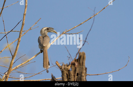 Grigio indiano Hornbill (Ocyceros birostris) Foto Stock