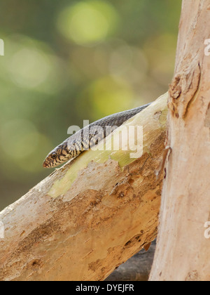 Oriental ratsnake o indiani biacco (mucosa Ptyas) Foto Stock