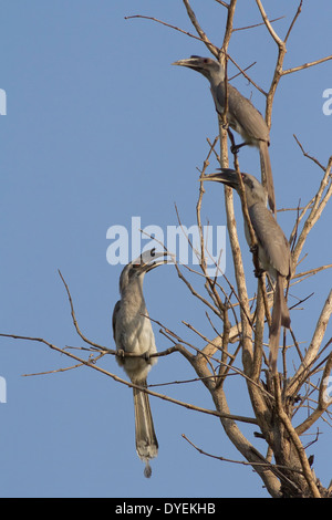 Indiano Hornbills grigio (Ocyceros birostris) Foto Stock