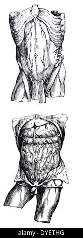 Le piastre dal quinto libro del De humani corporis fabrica di Andreas Vesalius, (1514-1564) piastra 53 - Nella presente figura solo in modo molto del corpo umano è tracciata come è sufficiente per mostrare il peritoneo. Foto Stock