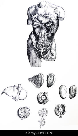 Le piastre dal quinto libro del De humani corporis fabrica di Andreas Vesalius, (1514-1564) piastra 58 - La presente figura nella sequenza di dissezione riesce la dodicesima, per da esso abbiamo asportato tutti gli intestini avente solo una porzione dello stomaco... Foto Stock