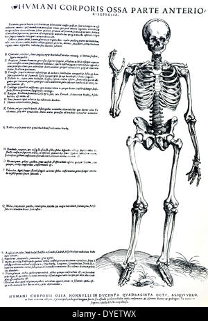 Le piastre da la personificazione del De humani corporis fabrica di Andreas Vesalius, (1514-1564) corpo pieno sketal struttura, rivolta verso il lato anteriore. Foto Stock