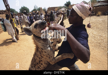 La iena pet è parte del circus animista truppa. Animisti credere che il proprietario riceve alimentazione dall'animale. Stato di Kano, Nigeria Foto Stock