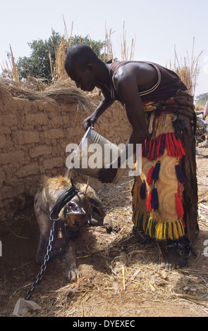 La iena pet è parte del circus animista truppa. Animisti credere che il proprietario riceve alimentazione dall'animale. Stato di Kano, Nigeria Foto Stock