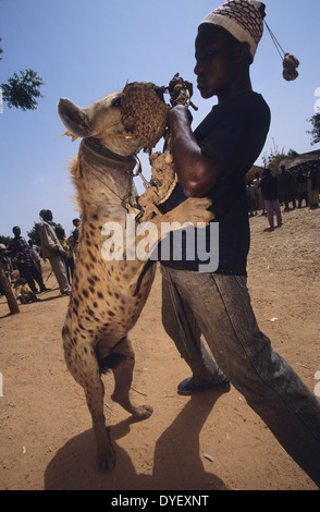 La iena pet è parte del circus animista truppa. Animisti credere che il proprietario riceve alimentazione dall'animale. Stato di Kano, Nigeria Foto Stock