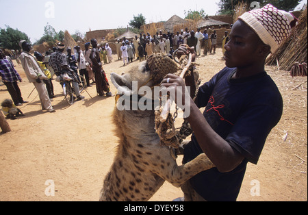 La iena pet è parte del circus animista truppa. Animisti credere che il proprietario riceve alimentazione dall'animale. Stato di Kano, Nigeria Foto Stock