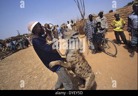 La iena pet è parte del circus animista truppa. Animisti credere che il proprietario riceve alimentazione dall'animale. Stato di Kano, Nigeria Foto Stock