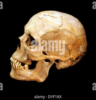 Cranio ricostruito dai resti di un uomo siriano dell'età di circa 45 anni. Fu ricostruita dai resti trovati in una bara di piombo camicia. Foto Stock
