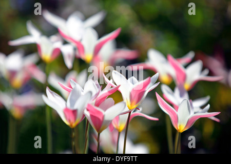 Morbido, quasi dolce rappresentazione di un tulipano alpino "tulipa clusiana' visto in amico locale e vicini di casa giardino. Foto Stock