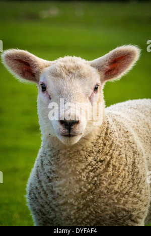 Vista su testa e spalle di un agnello più vecchio all'aperto guardando la macchina fotografica. Foto Stock