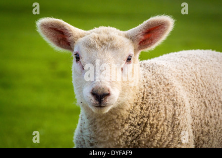 Vista su testa e spalle di un agnello più vecchio all'aperto guardando la macchina fotografica. Foto Stock