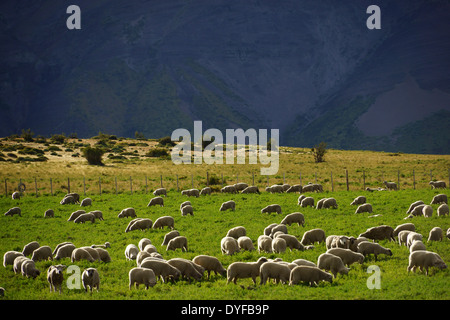 Pecore al pascolo su ranchland, Patagonia meridionale del Cile Foto Stock