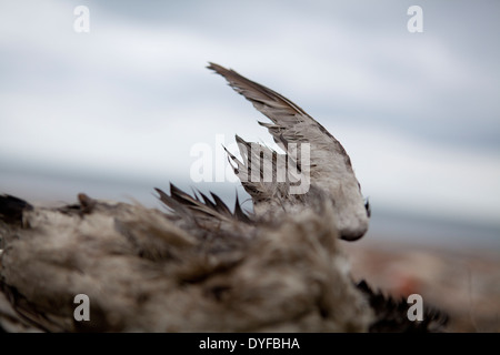 L'ala di un mare morto bird giacente su una spiaggia Foto Stock