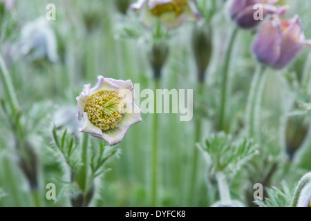 Pulsatilla Violacea Georgica. "Pasque Flower Foto Stock