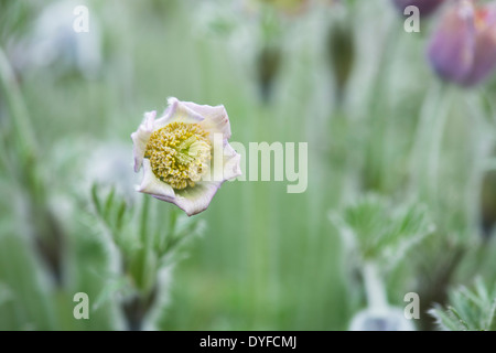 Pulsatilla Violacea Georgica. "Pasque Flower Foto Stock