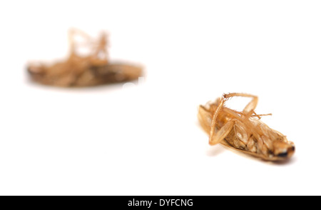 Due morti scarafaggi isolati su sfondo bianco Foto Stock