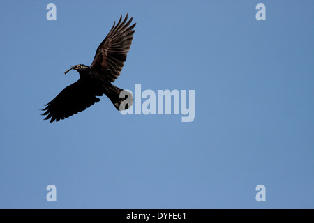 Rook in volo Foto Stock