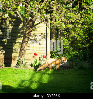 Urban Fox in giardino su una soleggiata mattina di primavera, London, England, Regno Unito Foto Stock
