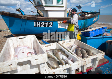 Piccola pesca costiera di atterraggio in barca sulla spiaggia dopo sei ore in mare con un volume di catture di merluzzo bianco e di skate, Aldeburgh, Suffolk, Foto Stock