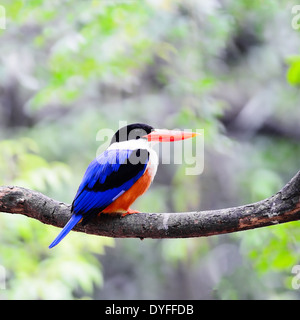 Uccelli colorati, nero-capped Kingfisher (Halcyon pileata), in piedi su un ramo Foto Stock