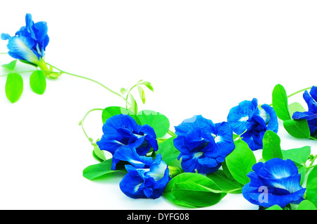 Fiore blu, Butterfly Pea, ali di piccione, blu pisello, isolato su uno sfondo bianco Foto Stock