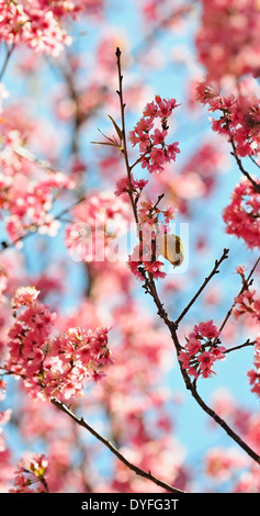 Bella blossming ciliegia, un bianco orientale ad occhio di uccello, in piedi sulla Wild Himalayan ciliegio, preso in Thailandia Foto Stock