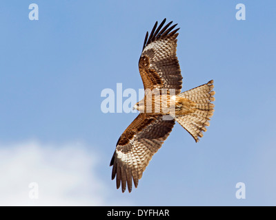 Nibbio in volo Foto Stock