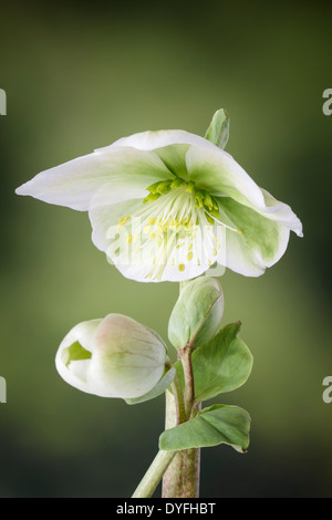 L'elleboro bianco in fiore Foto Stock