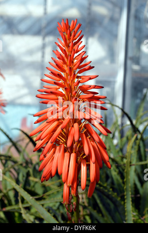 Aloe Arborescens " Compton' Foto Stock