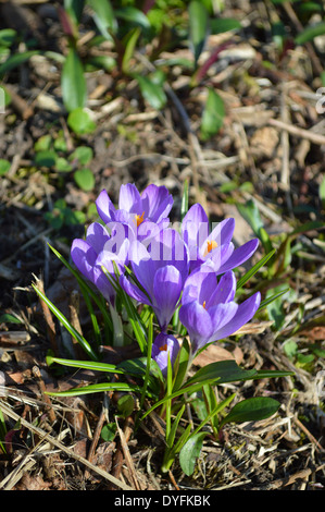 Crocus tommasinianus 'Whitewell viola' Foto Stock