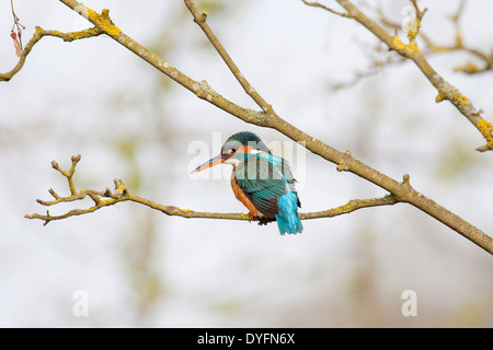 Femmina Kingfisher appollaiato su un ramo in cerca di pesce. Foto Stock