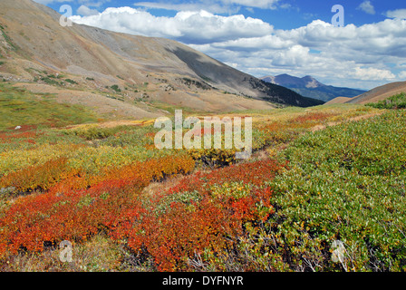 Colore di autunno in montagna, Sawatch Range, Colorado Foto Stock