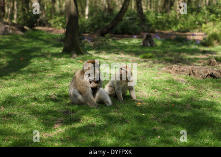 Una famiglia di Barbary macachi Foto Stock