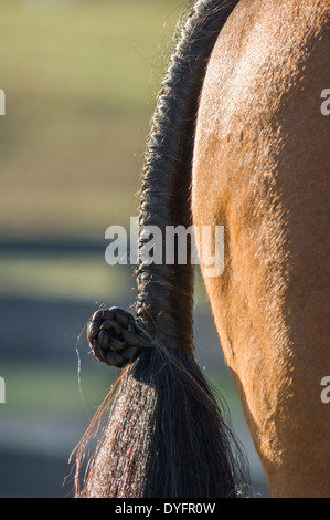 Dettaglio della fantasia intrecciati di coda di cavallo Foto Stock