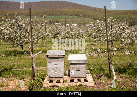 Alveari in Apple Orchard Catoctin Mountain Thurmont MD Foto Stock